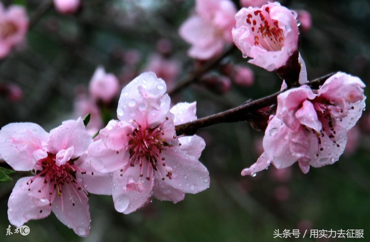 奇门遁甲催姻缘、招桃花，家居风水很重要